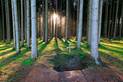 Rayons de soleil dans la forêt du Bois de la Paix près de Bastogne