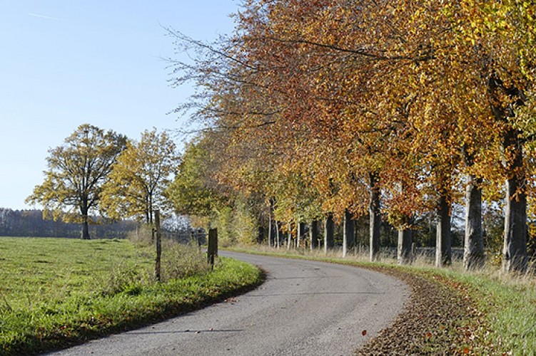 Route de campagne bordée d'arbres en automne, balade autour de Bastogne