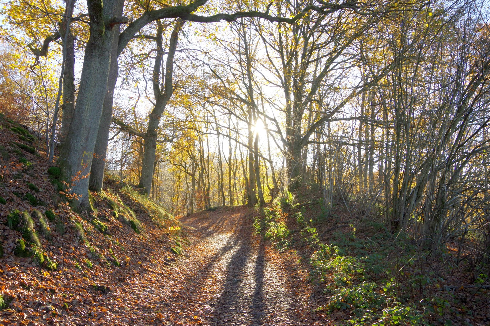 Sentier forestier en automne pour une promenade autour de Bastogne