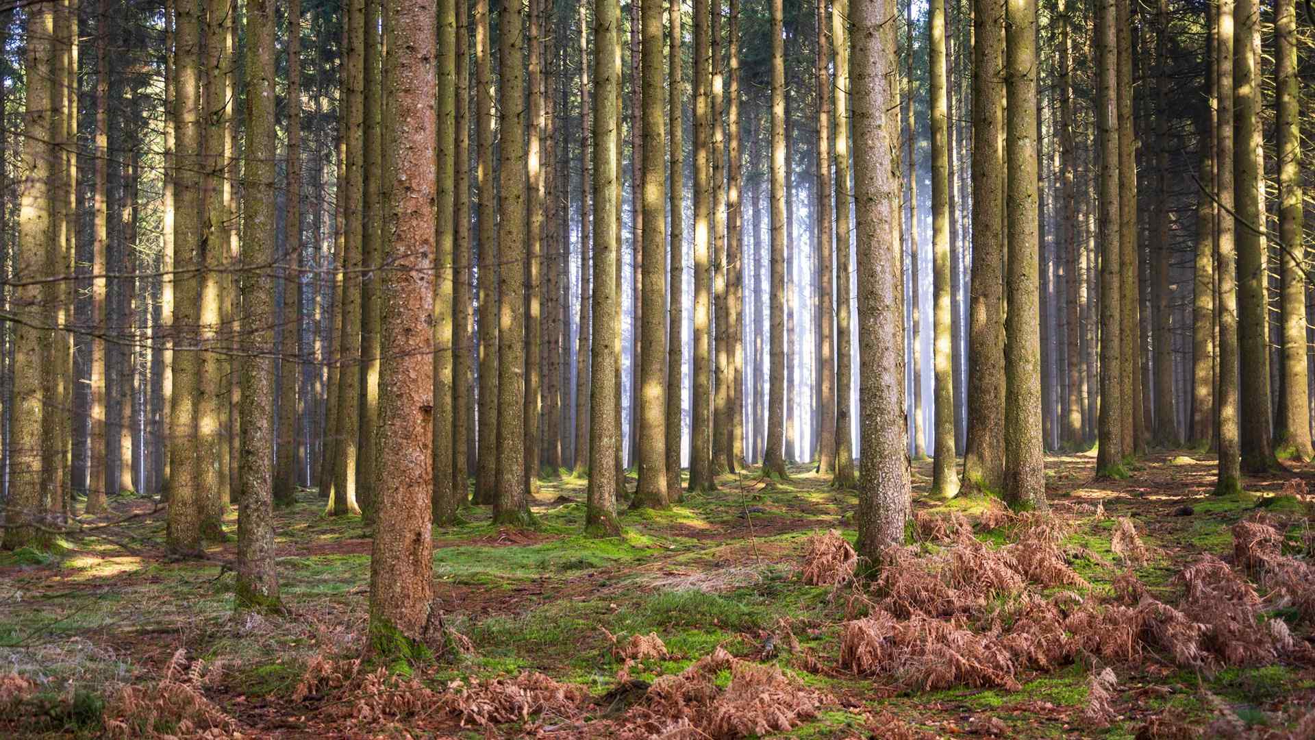 Forêt de sapins des Ardennes belges, randonnée près de Bastogne