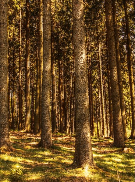 Forêt de grands arbres dans les Ardennes