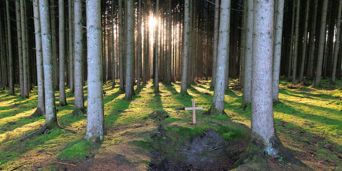 Rayons de soleil dans la forêt du Bois de la Paix près de Bastogne